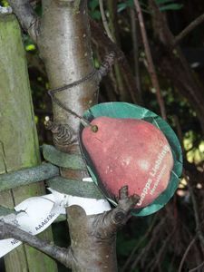 Veredelung von Zier- und Obstgeh&ouml;lzen