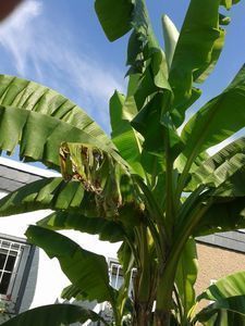 Gr&uuml;ne Raumgestaltung