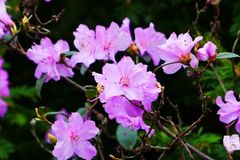 Farbe f&uuml;r Euren Garten