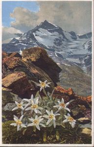 Pflanzenzauber aus den Bergen