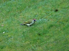 Regenvogel und Ameisenschreck