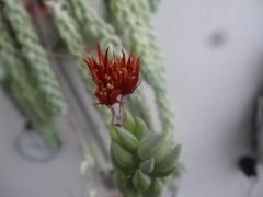 Anspruchsloser Affenschwanz