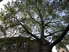 Vermehrungsfreudiger Kastanienschreck