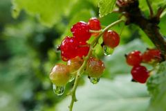 Stachel- und Johannisbeere