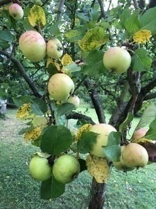 Bäumchen haben Hochkonjunktur