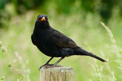 Fettfutter selbst gemacht