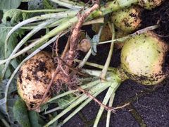 Was jetzt in die Erde muss!