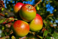 &Auml;pfel schon wieder mehlig?