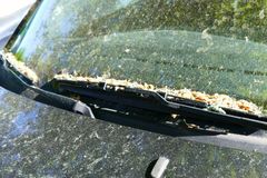 Pollen über Pollen