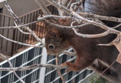 Eichh&ouml;rnchen auf Streifzug