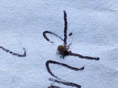 Immer mehr Blutsauger auf der Pirsch