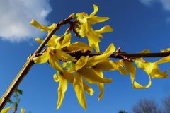 Entwicklungsphasen von Bäumen