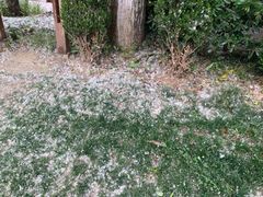 Maischnee der anderen Art