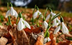 Frühlingserwachen im Herbst