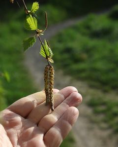 Die Birkenpollen kommen!