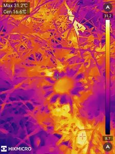 25 Grad auf drei Zentimern!