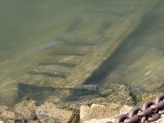 Rhein macht sich 'nackt'