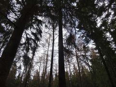 Wird das Hohe Venn zur „Heizplatte“?